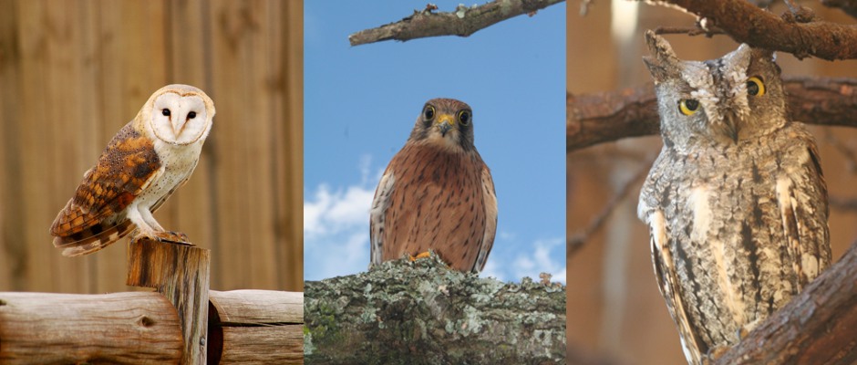 Barn Owl, Rock Kestrel & Scops Owl