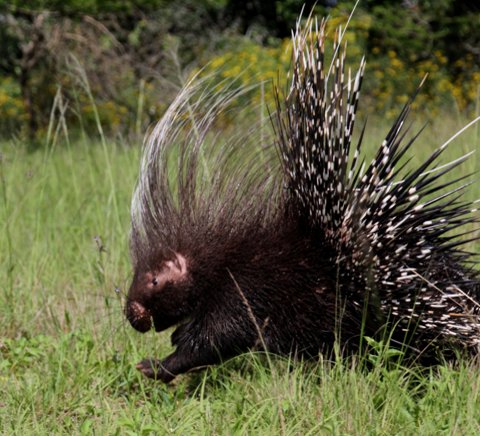 Porcupines released at the Sanctuary