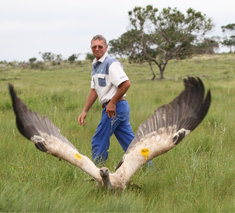 Oribi Gorge Vulture Capture