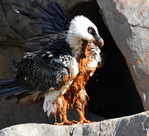 Bearded vulture Conservation Program