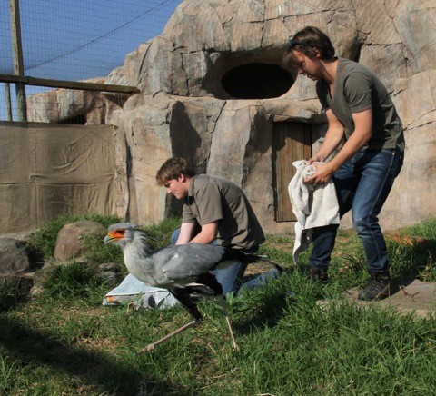 Secretary birds move to new enclosure