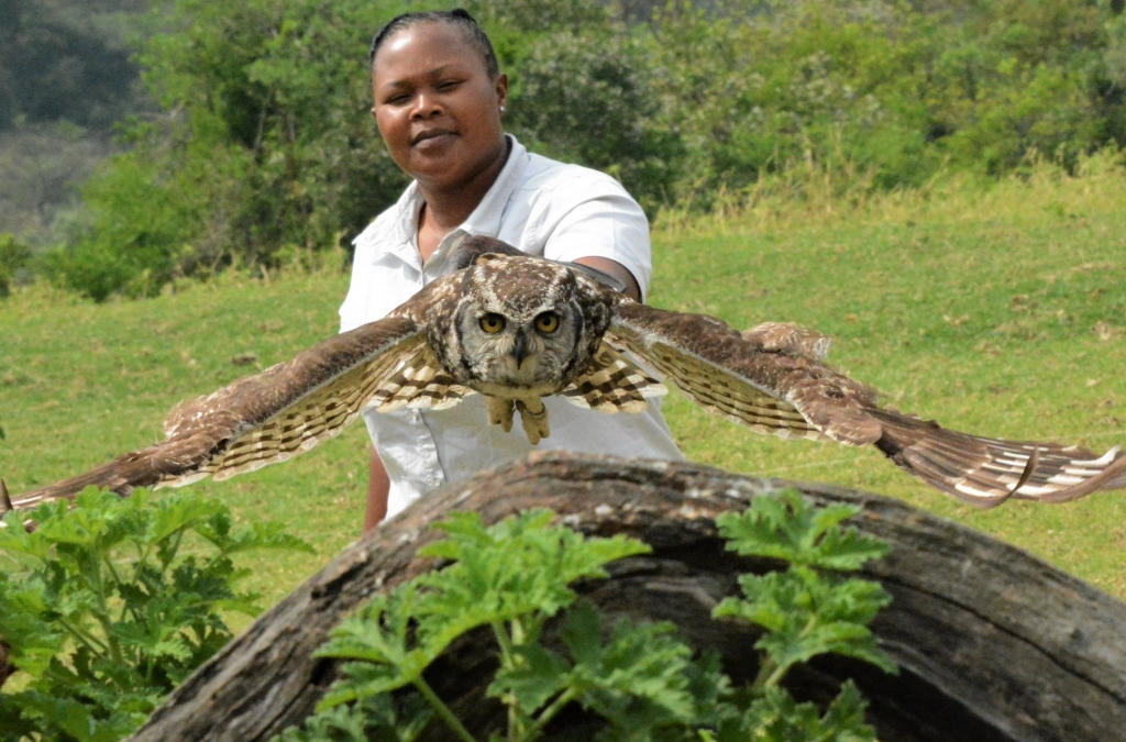 birds of prey in africa