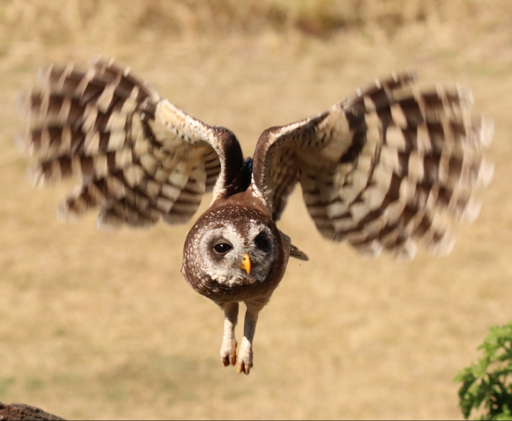 Taboo | African Raptor Centre